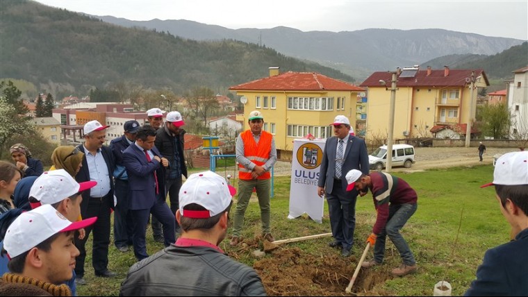 Belediyemiz 100 adet Ihlamur fidanı dikti